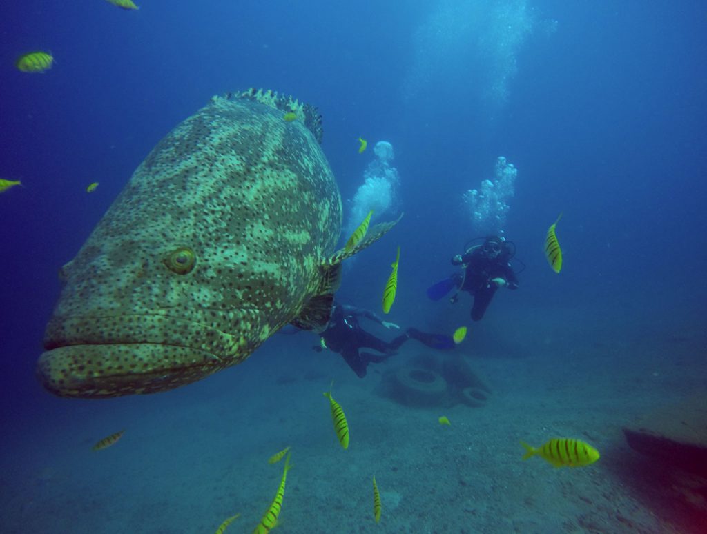 Bucea en Gorgona - P.N.N. Isla Gorgona - Centro de Buceo Gorgona